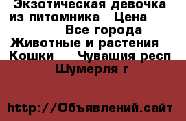 Экзотическая девочка из питомника › Цена ­ 25 000 - Все города Животные и растения » Кошки   . Чувашия респ.,Шумерля г.